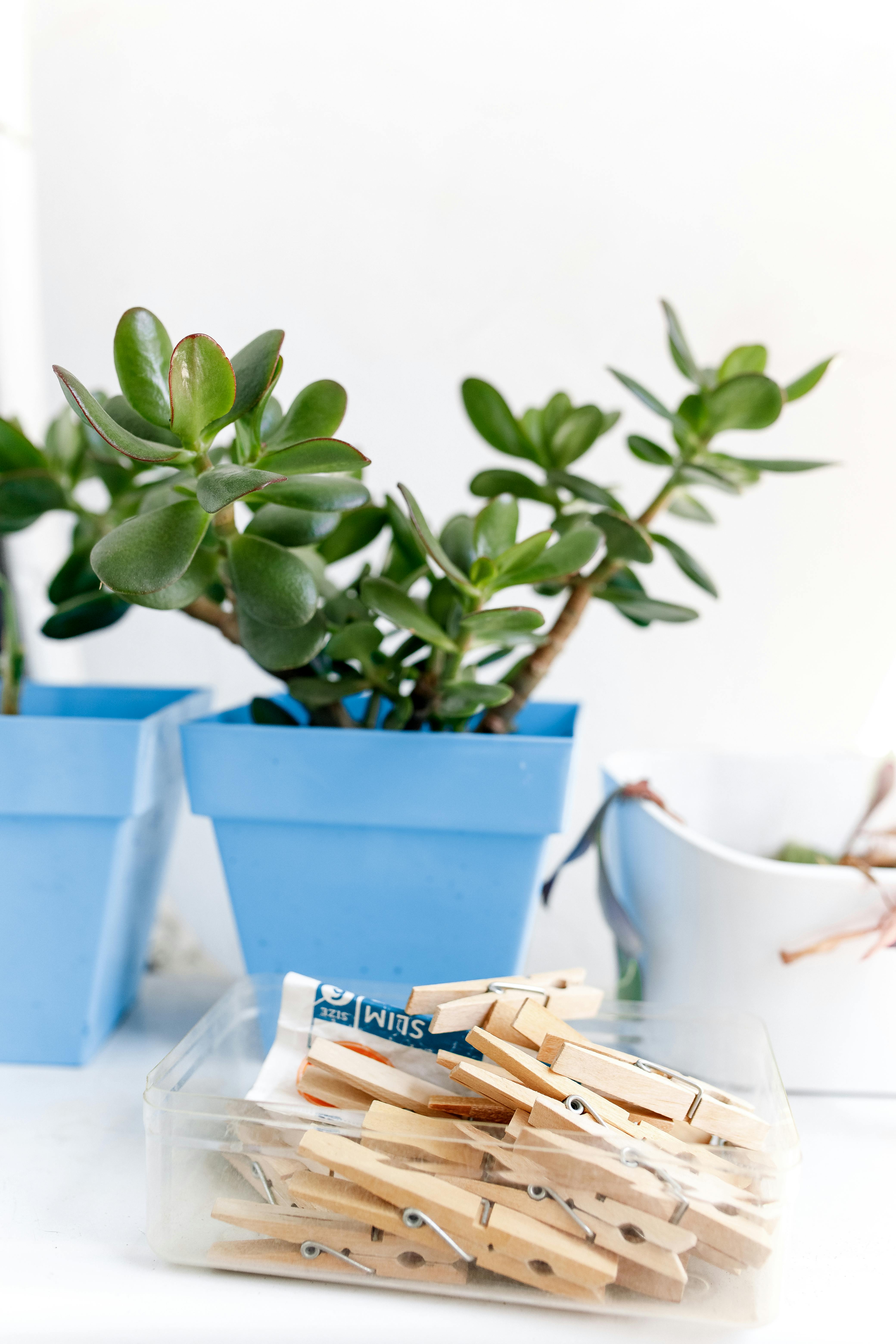 Jade Plant