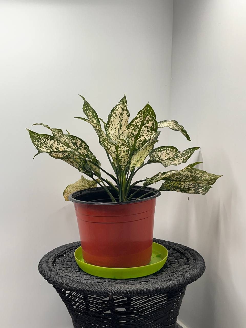 Aglonema