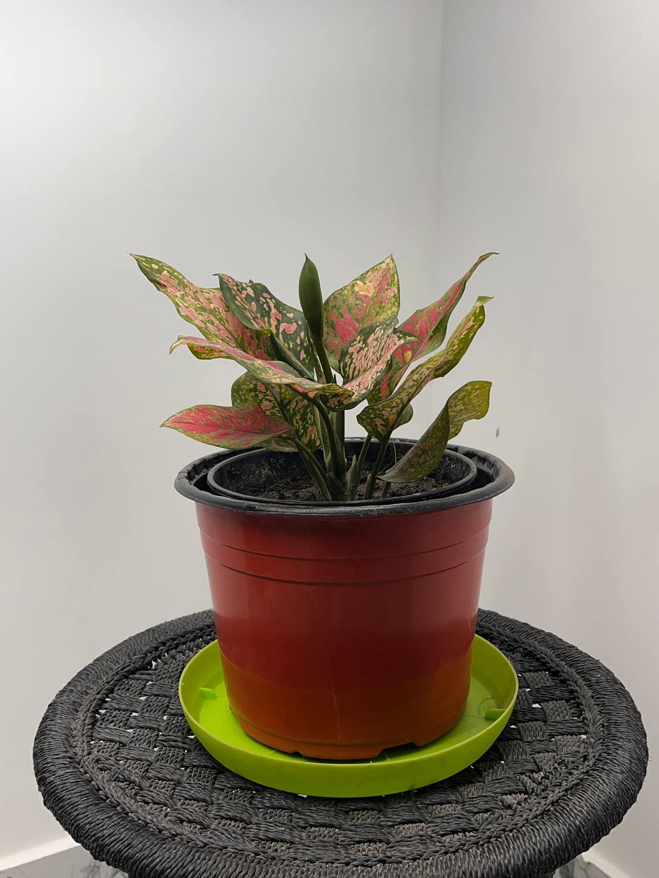 Aglonema Red