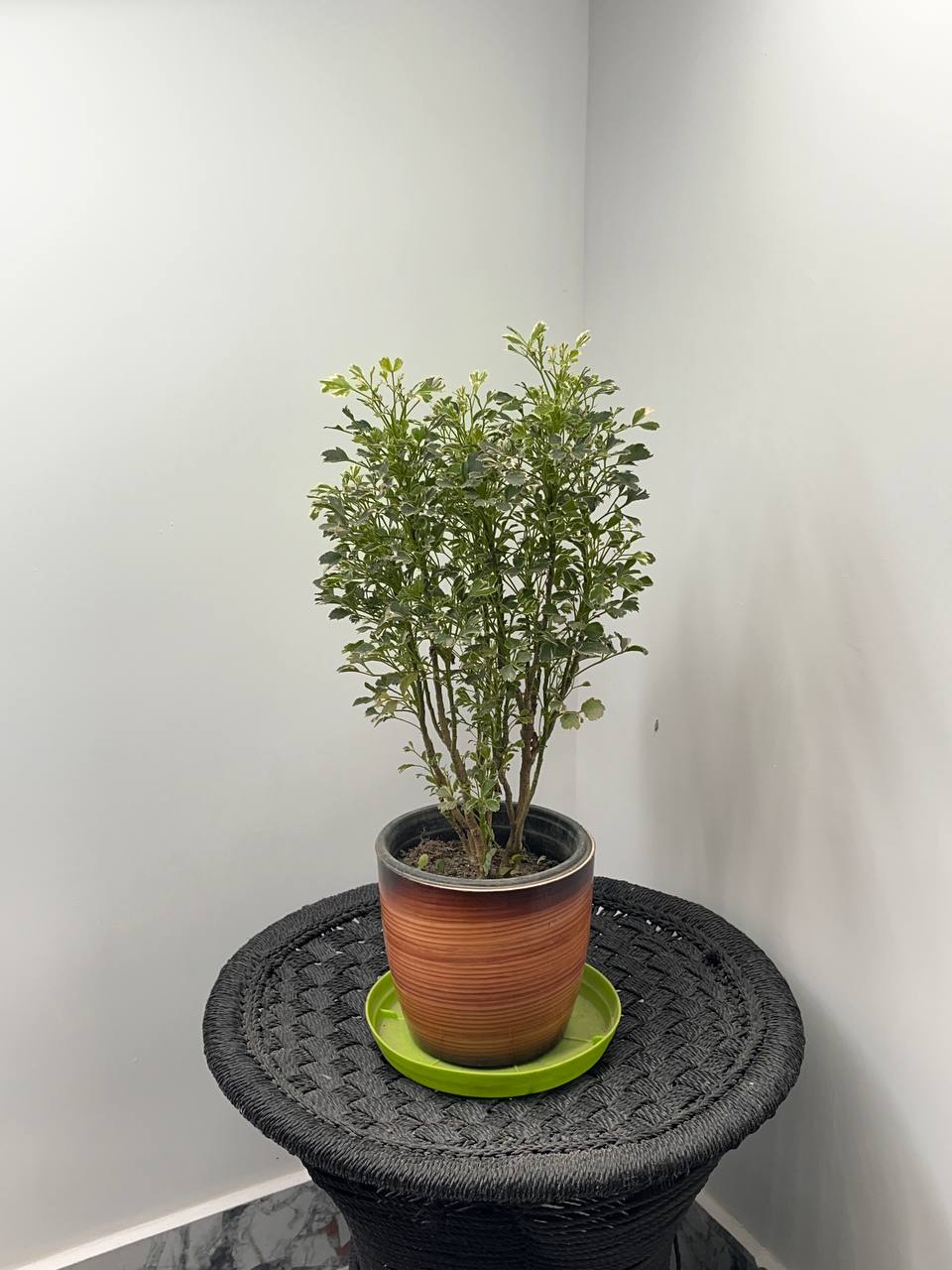 Aralia