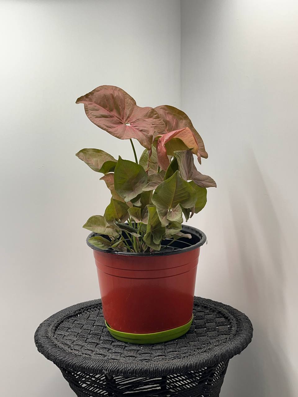 Syngonium