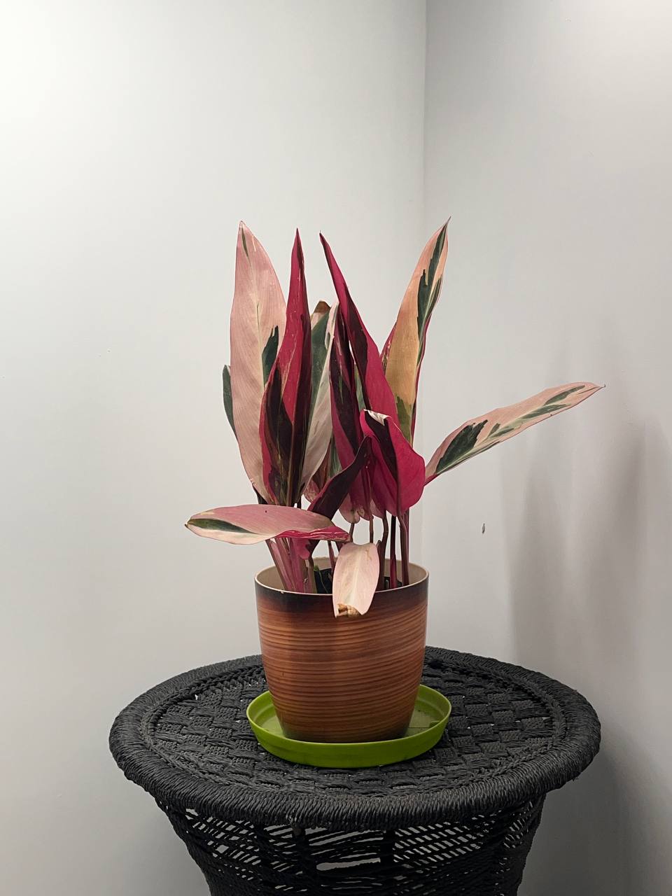Calathea