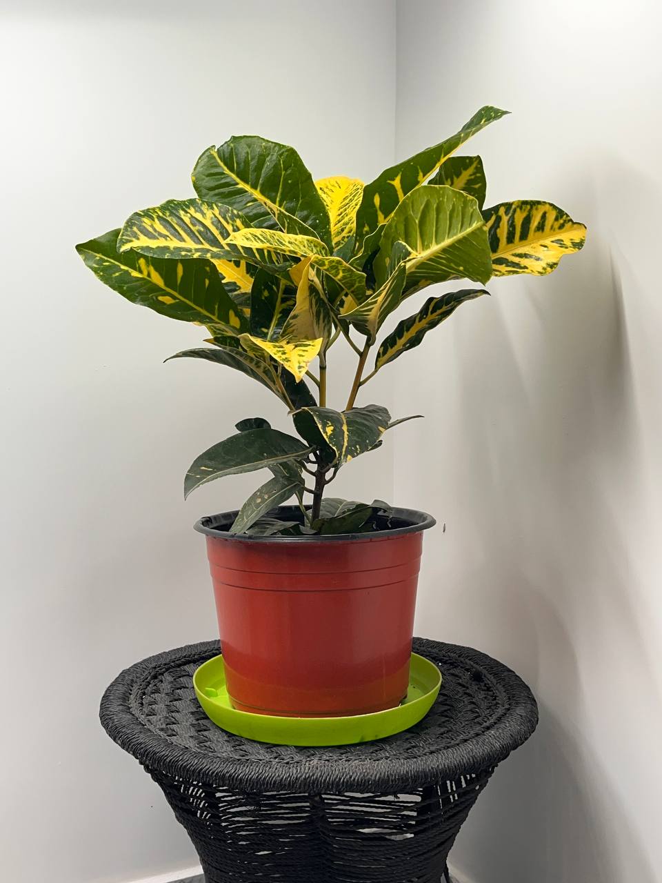 Croton