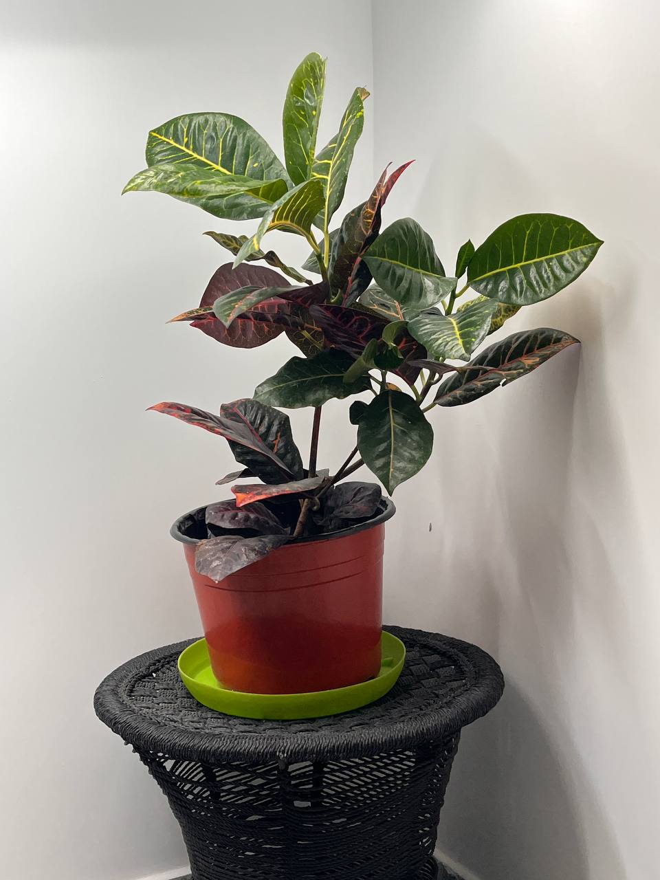 Red Croton