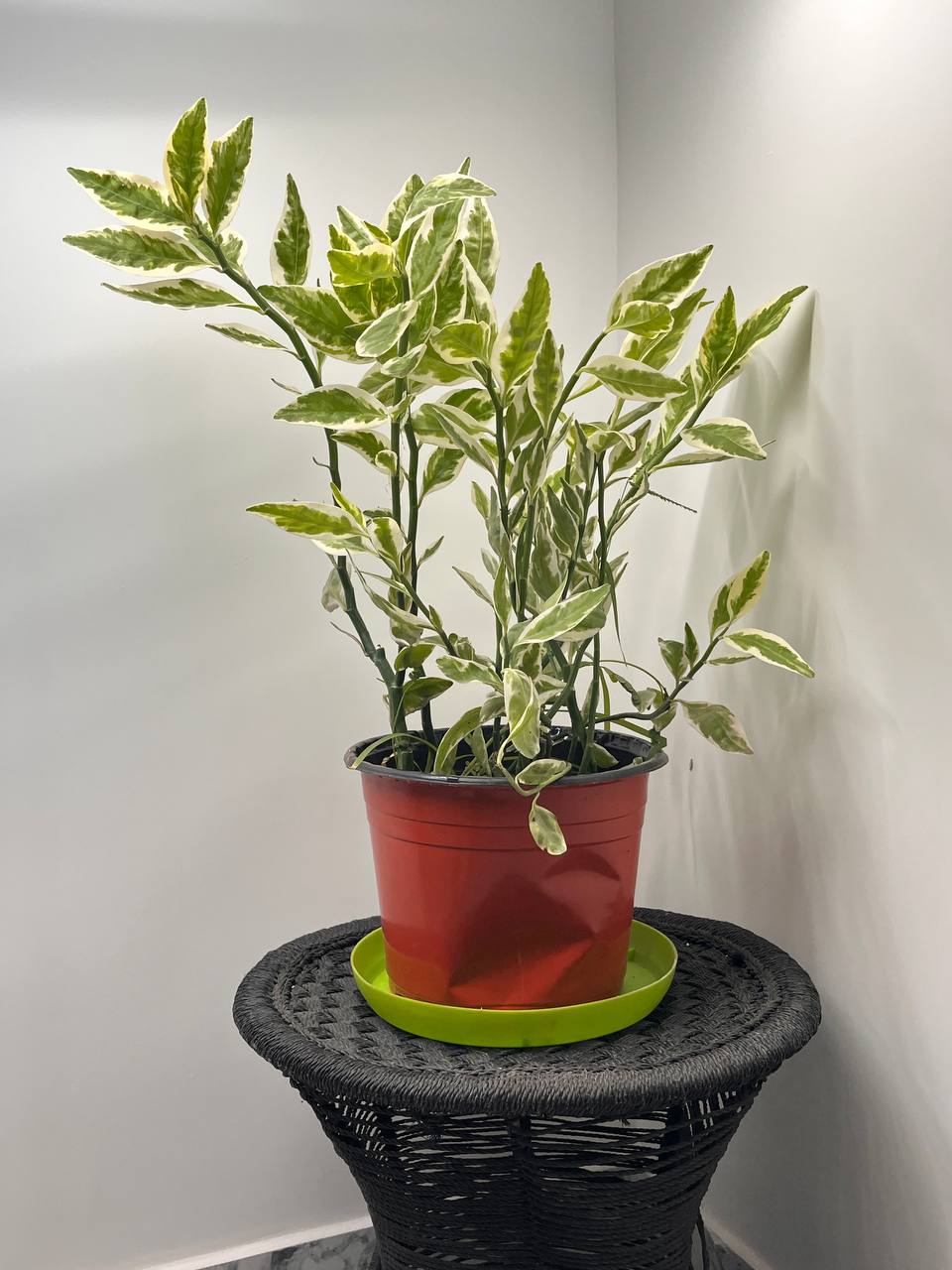 Varigeated Dracaena