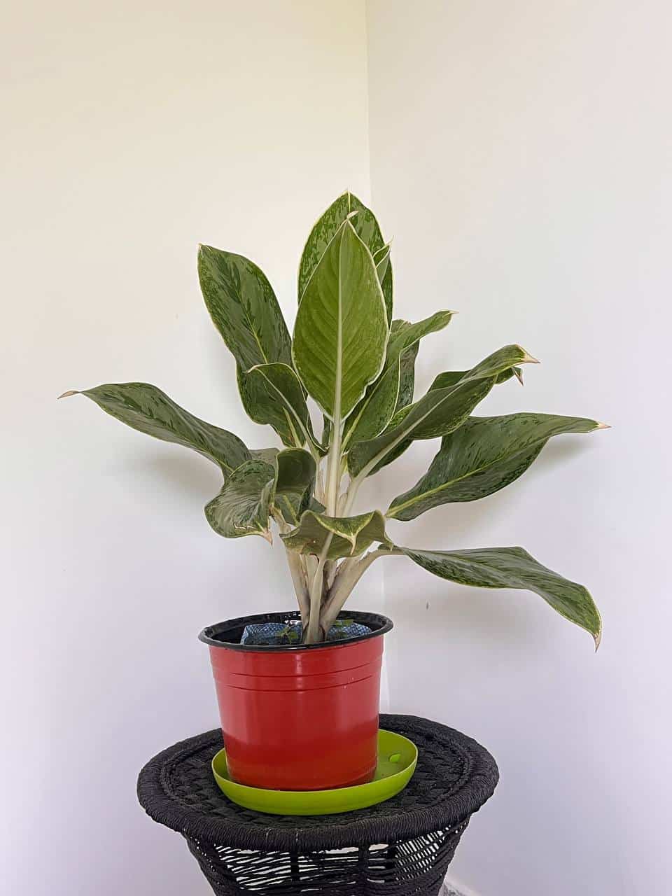 Aglonema Green