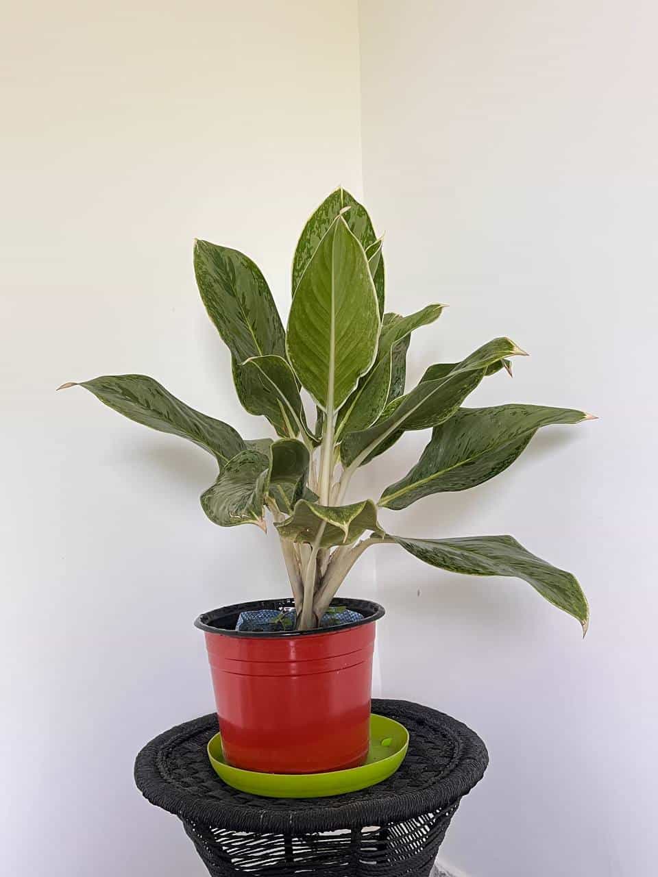 Aglonema Green