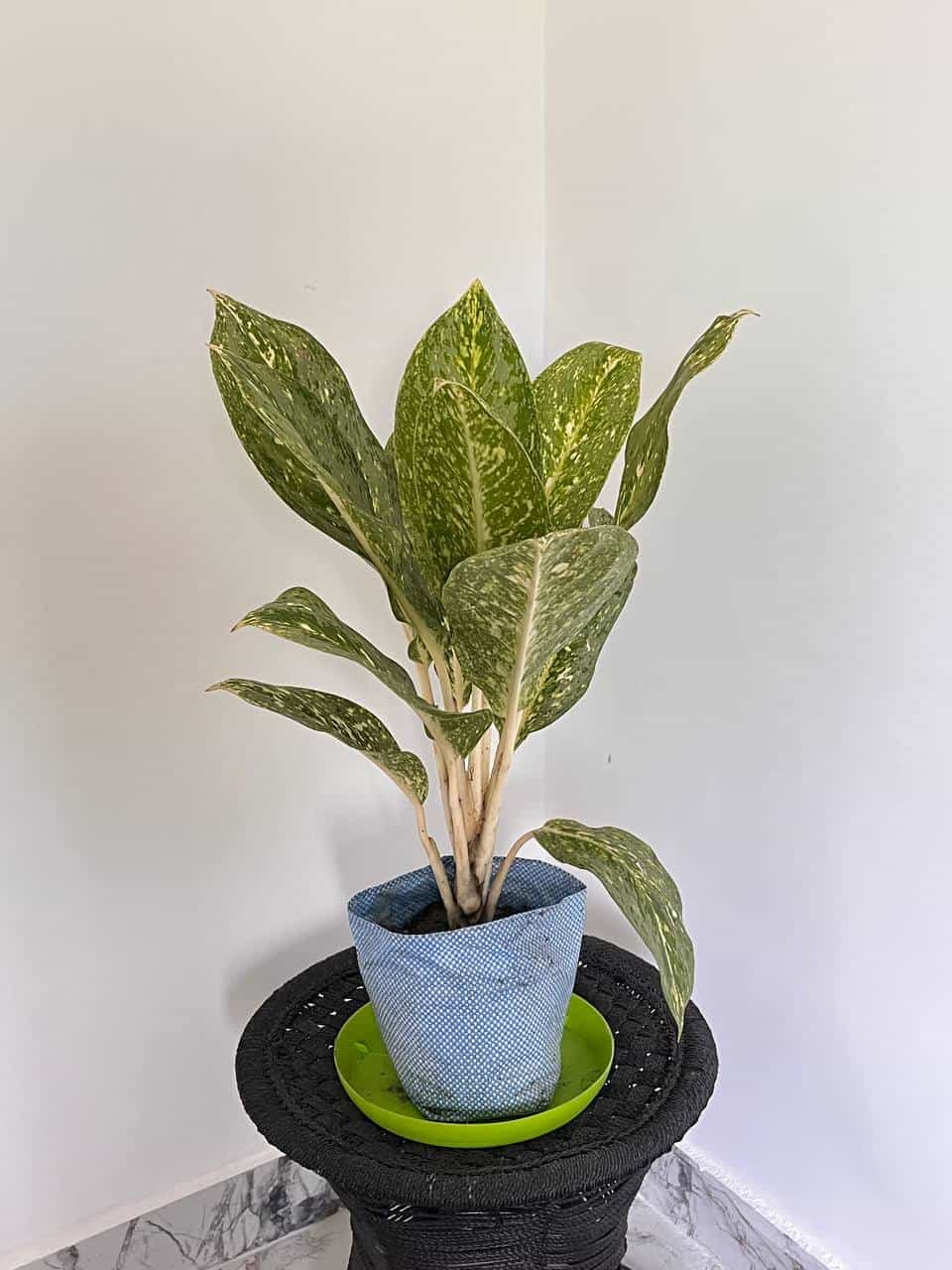 Aglonema Yellow