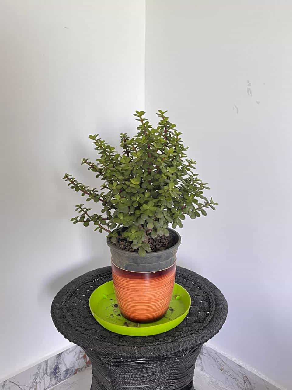 Jade Plant Bunch
