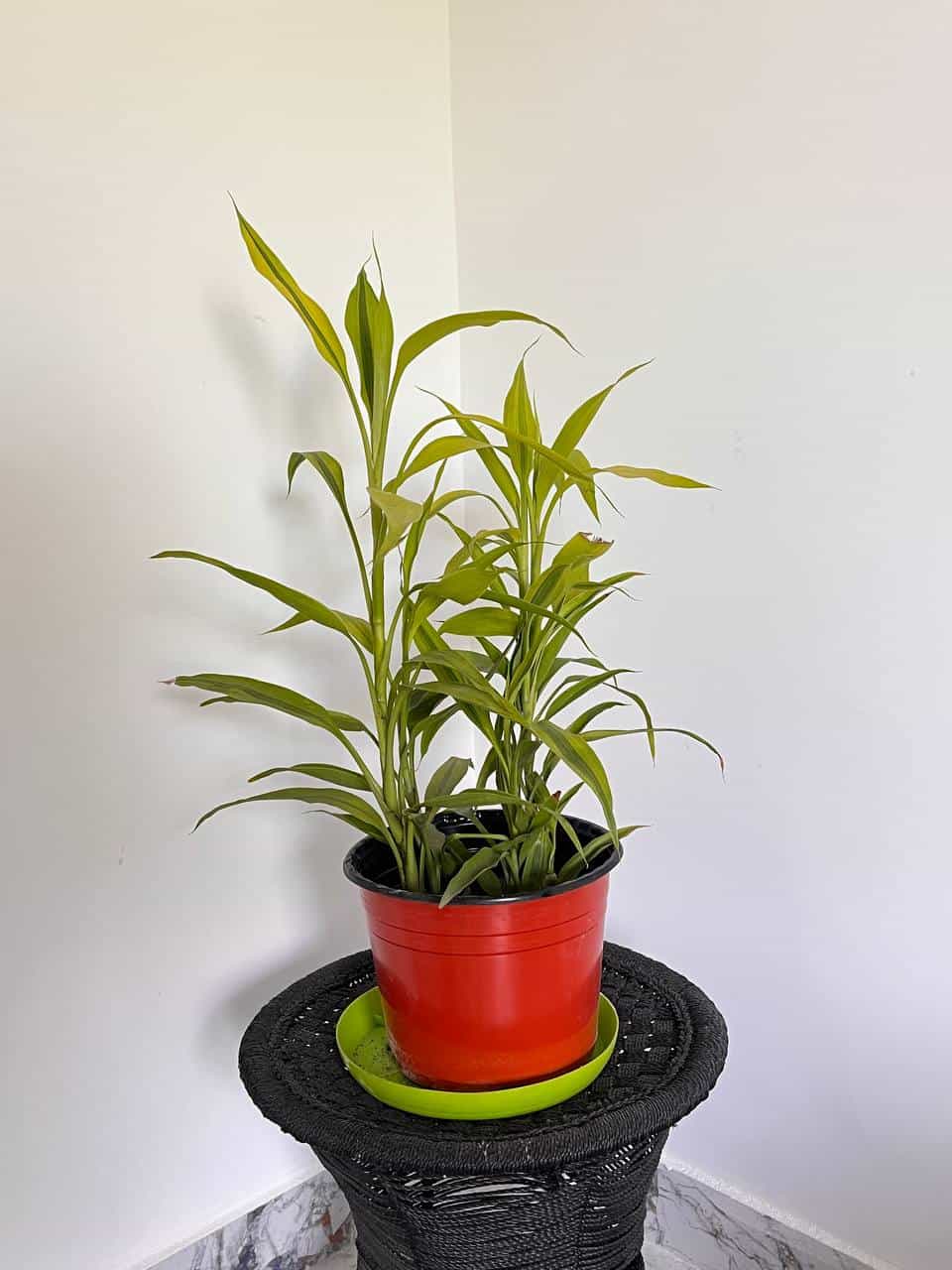 Yellow Lucky Bamboo