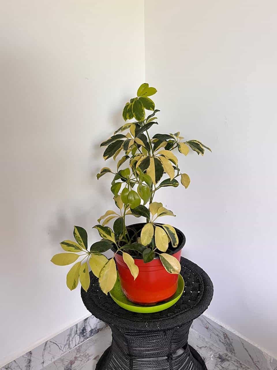 Schefflera