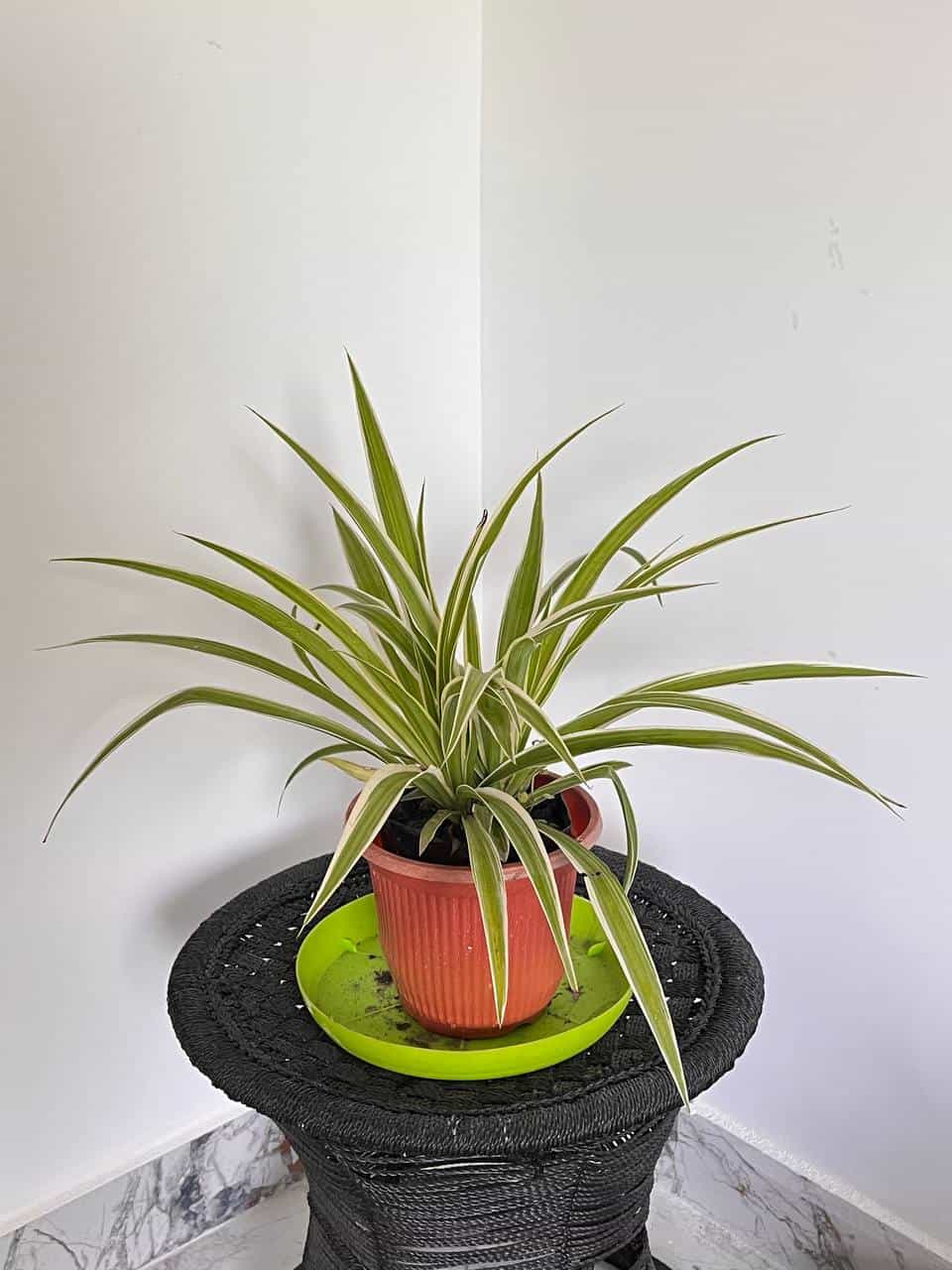White Spider Plant