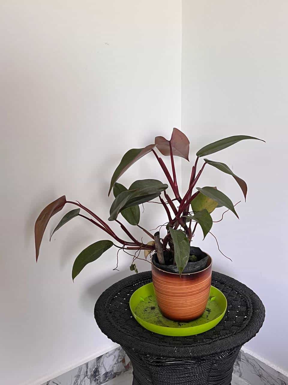 Blushing Philodendron