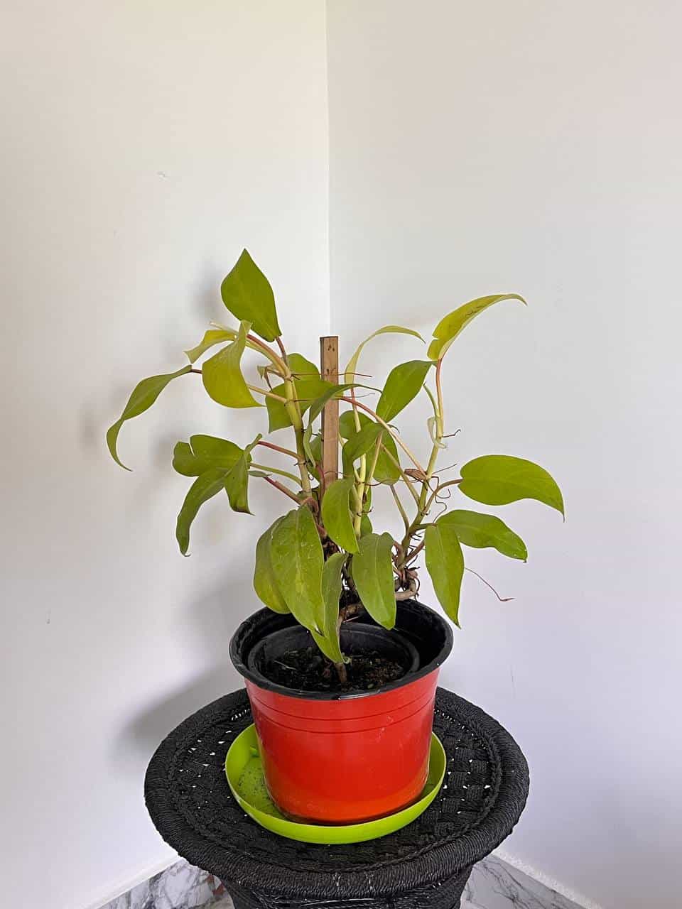 Philodendron