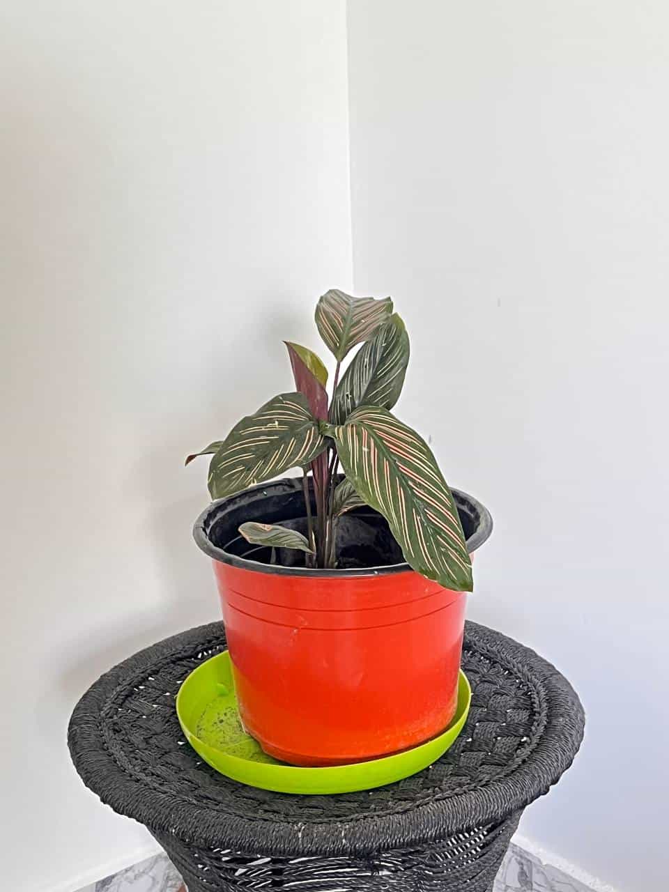 Pin Stripe Calathea