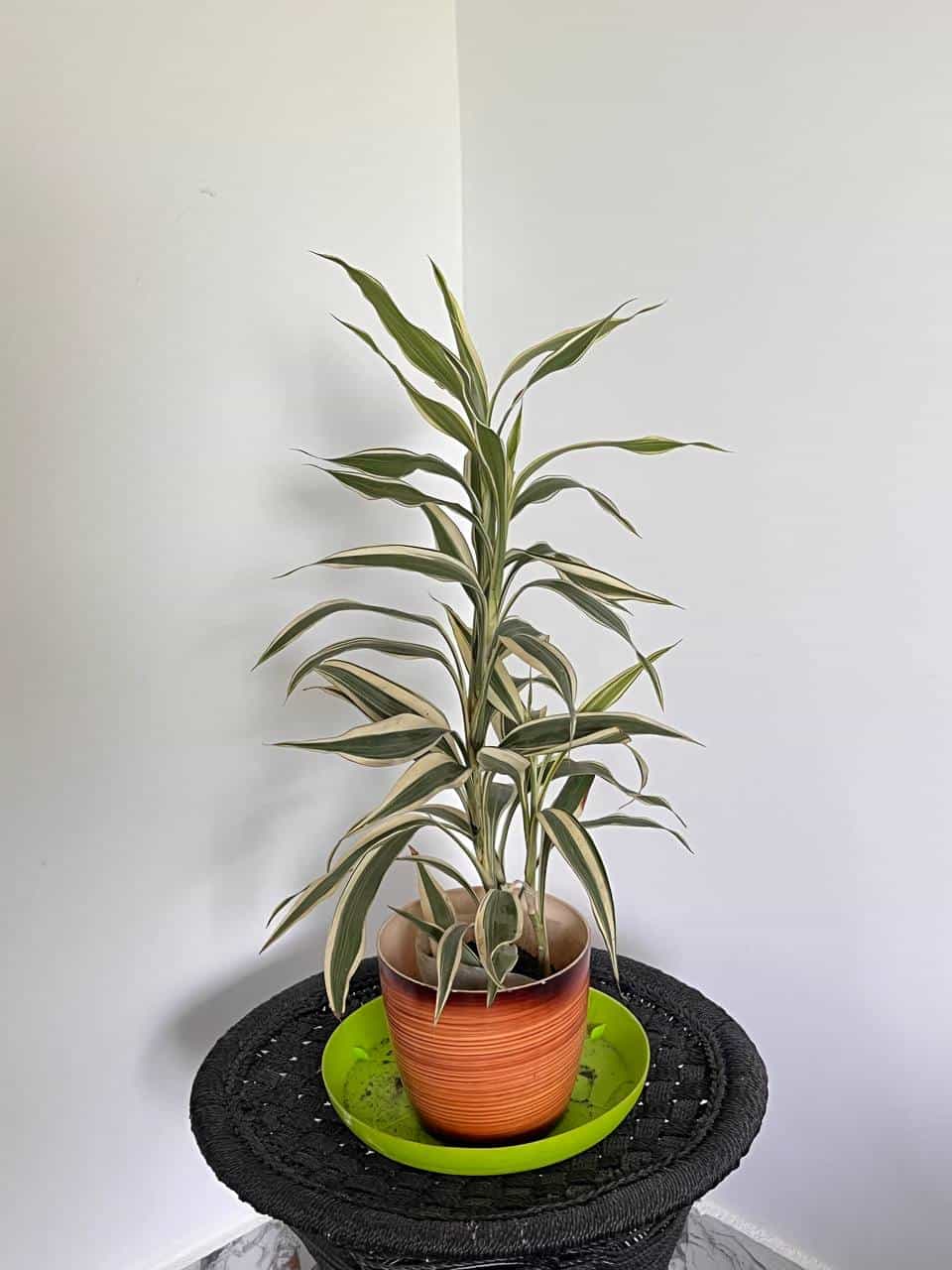 White Lucky Bamboo