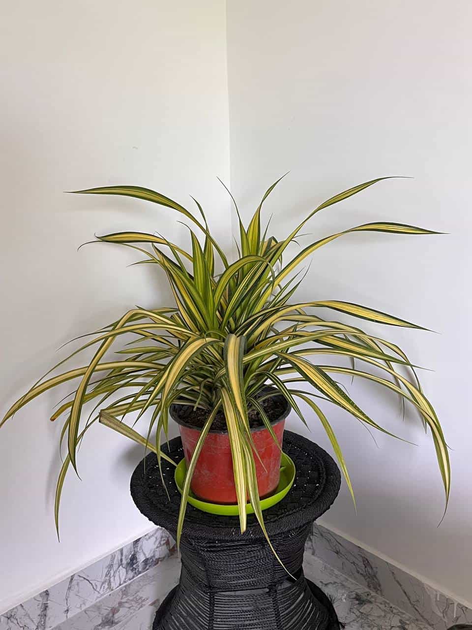 White Spirder Plant