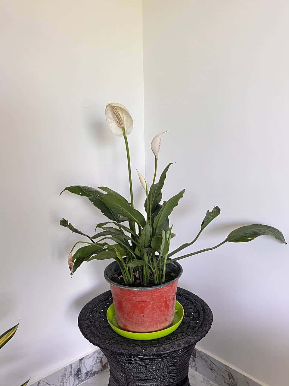 Peace Lily