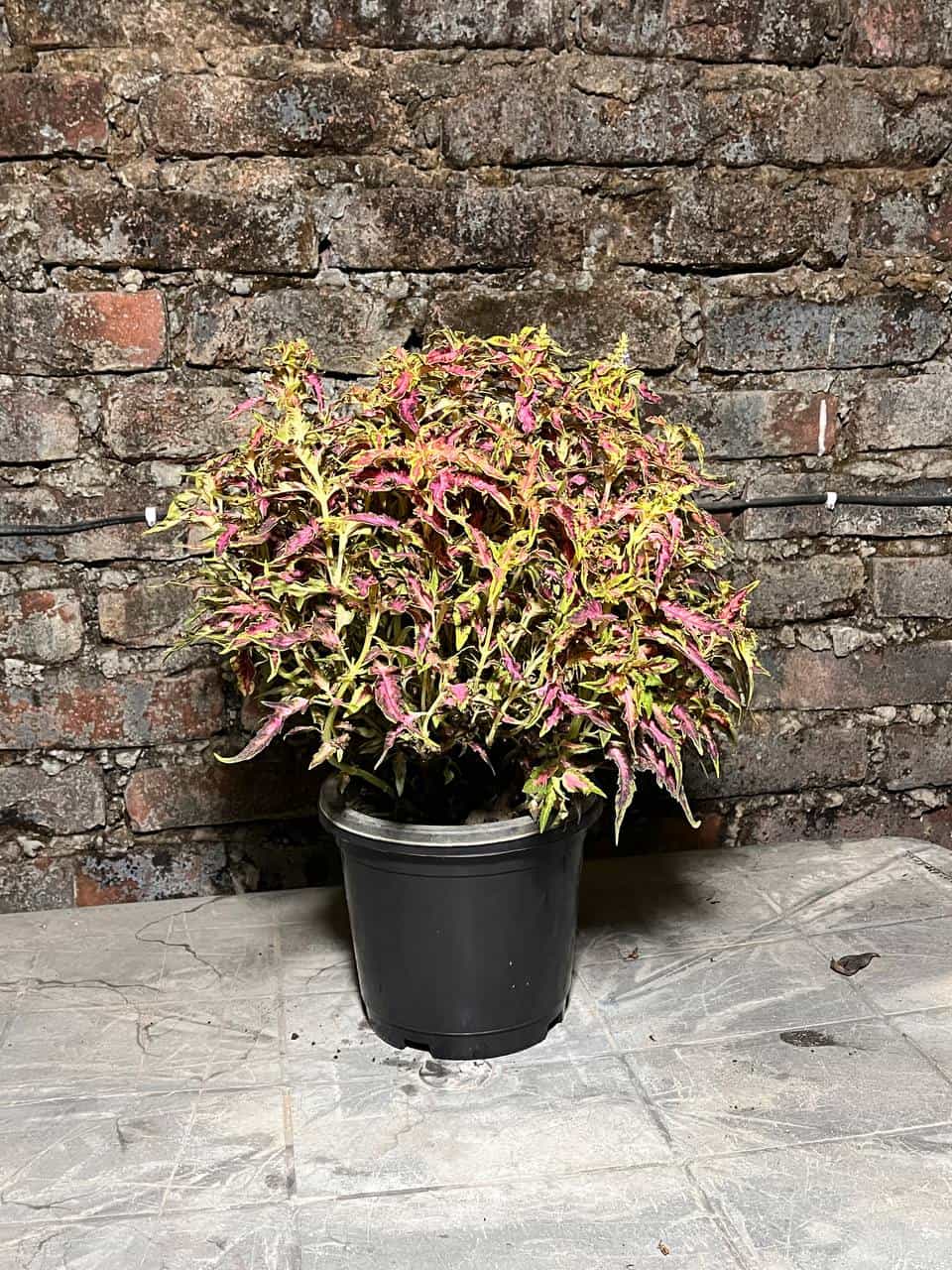 Coleus