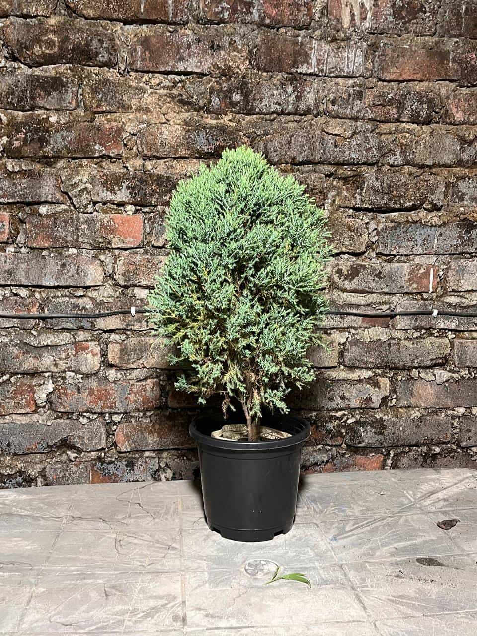 Himalayan Pine
