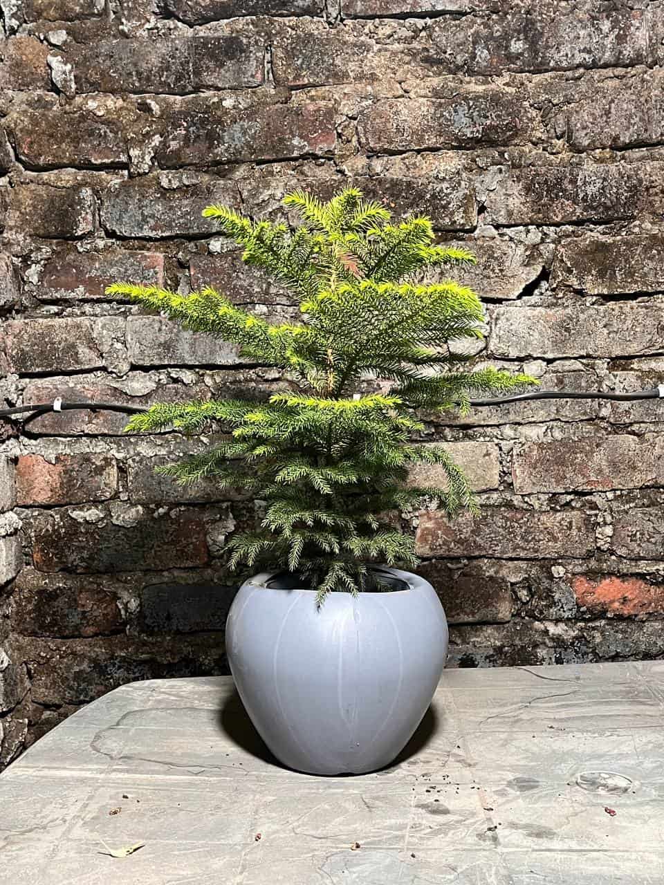 Cristmas Tree