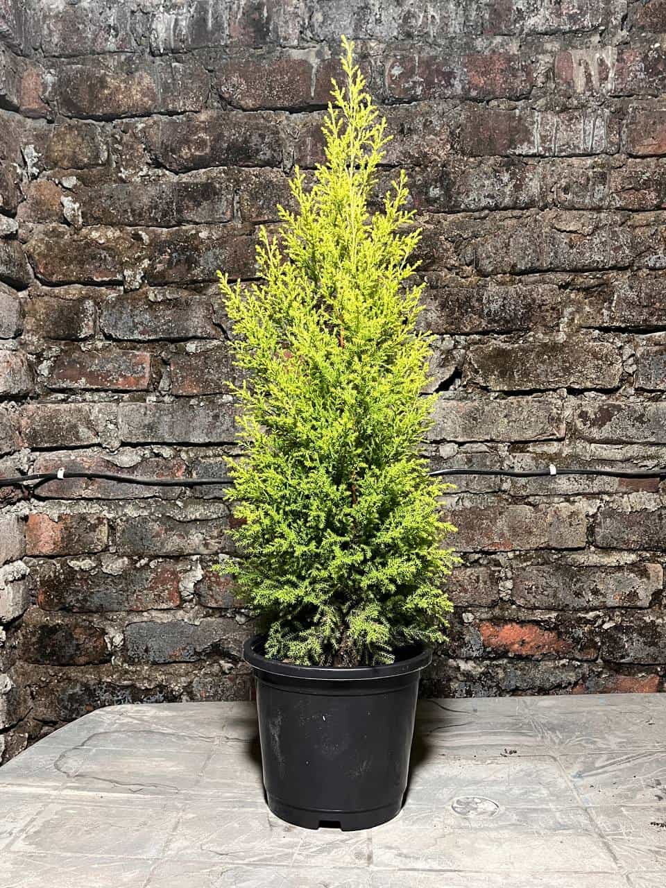 Golden Cypress