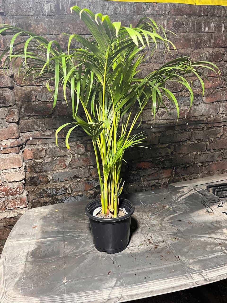 Areca Palm