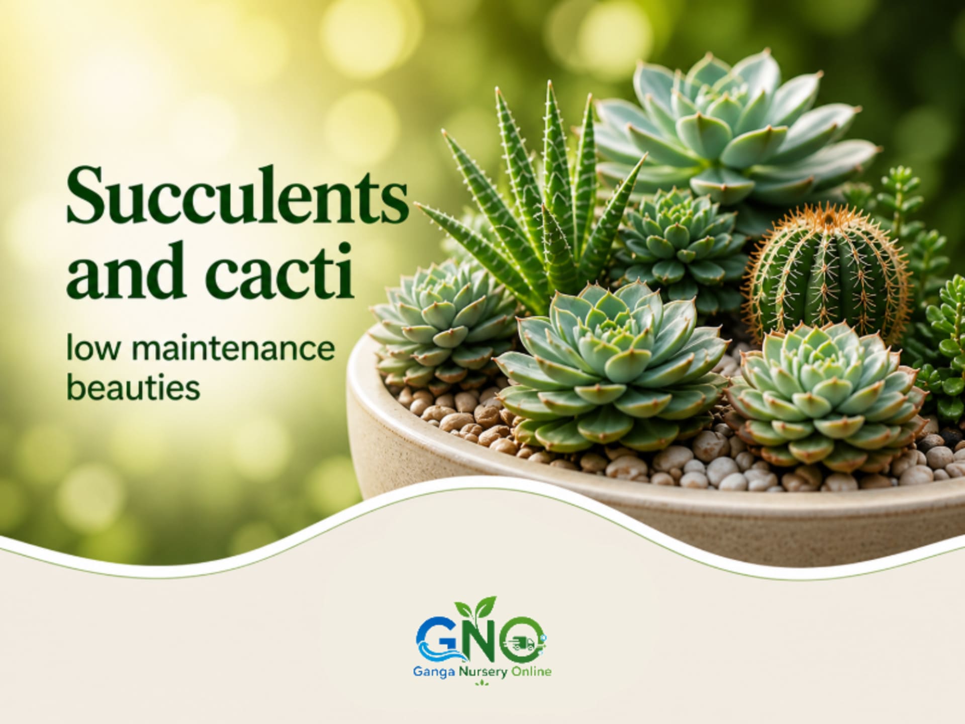 Succulents and cacti — low maintenance beauties