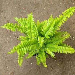 Boston Fern Hanging Plant in Hanging Pot — alternate view