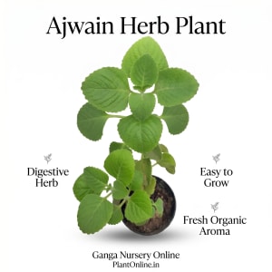 Herb Kitchen Gift Set — alternate view