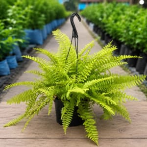 Boston Fern Hanging Plant in Hanging Pot
