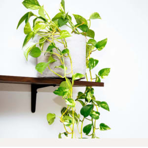 Pothos Marble Queen — alternate view