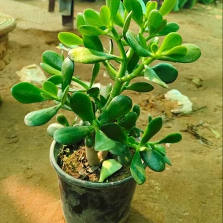 Crassula Jade Plant in 4 Inch Nursery Pot | Lucky — image 1 of 2