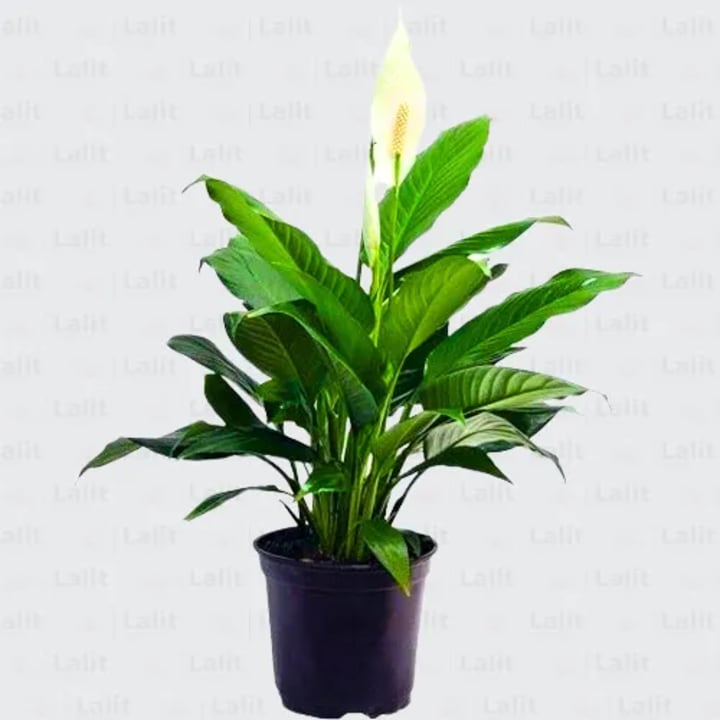 Peace Lily Premium Gift