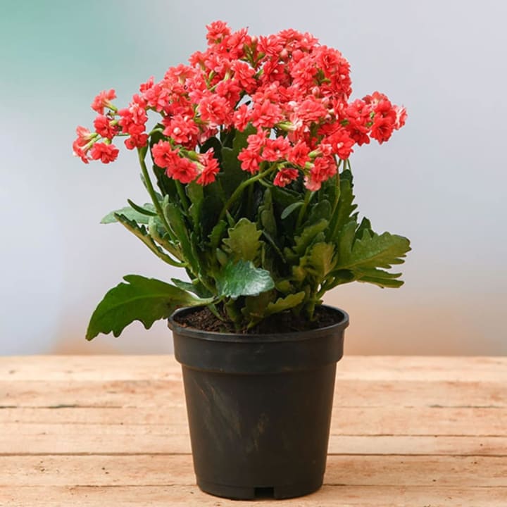 Kalanchoe Blossfeldiana