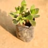 Crassula Jade Plant in 4 Inch Nursery Pot | Lucky view 2