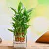 Air Plant Tillandsia Set view 1