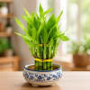 Lucky Bamboo Plant 2 Layer Ceramic Pot 5" view 1