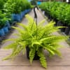 Boston Fern Hanging Plant in Hanging Pot view 1