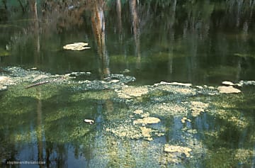 Closeup color landscape of mossy green water reflecting trees and blue sky