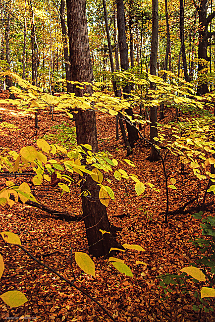 Landscape photograph of brown trees with green leaves and brown leaves on ground