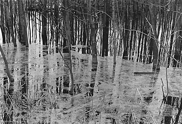 Closeup black and white photograph of trees and floating mos