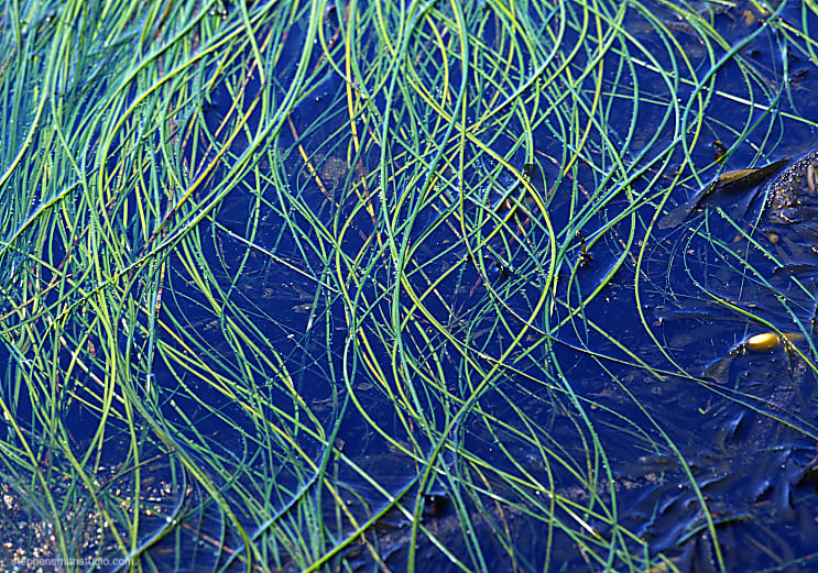 Landscape color photograph with curved long grasses on blue water in tide pool
