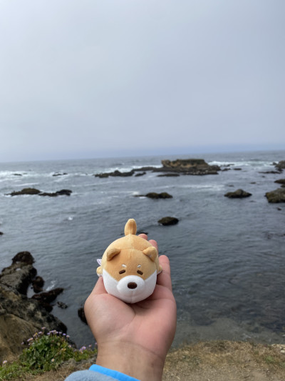 Bloat at Glass Beach