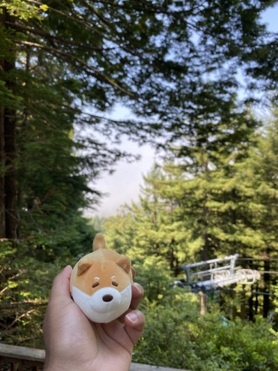 Bloat at the Redwood National Park