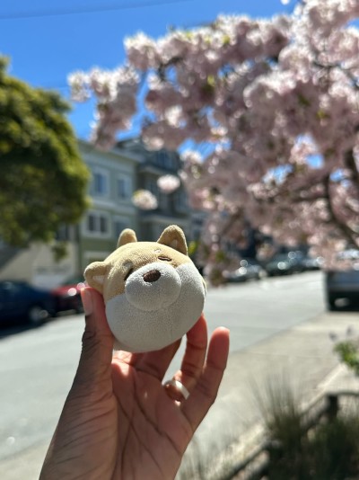 Admiring the cherry blossoms in the neighborhood