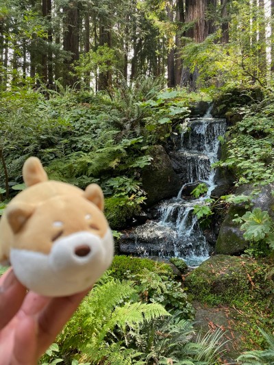 Hanging out in Golden Gate Park