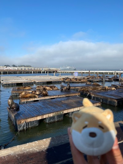 Hanging out with her water cousins at Pier 39