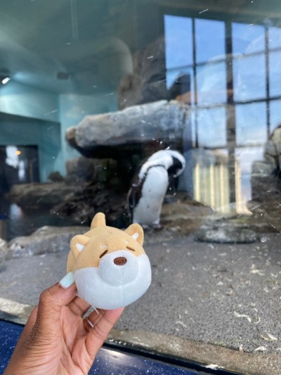 At the Monterey Bay Aquarium