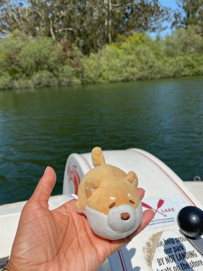 Paddle boating at Stow Lake in Golden Gate Park